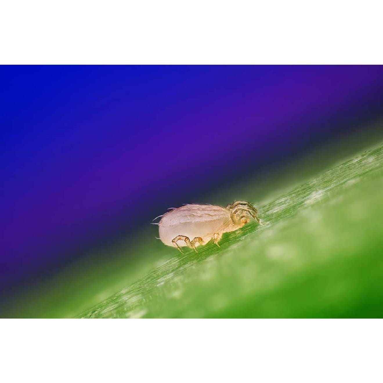 Amblyseius Californicus - TRUESOIL