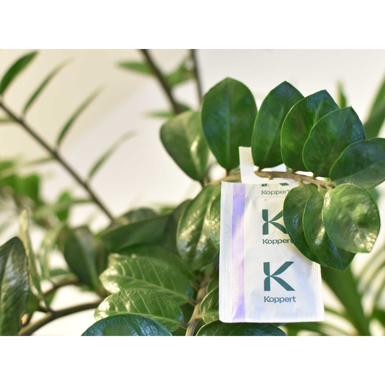 Amblyseius Cucumeris - TRUESOIL