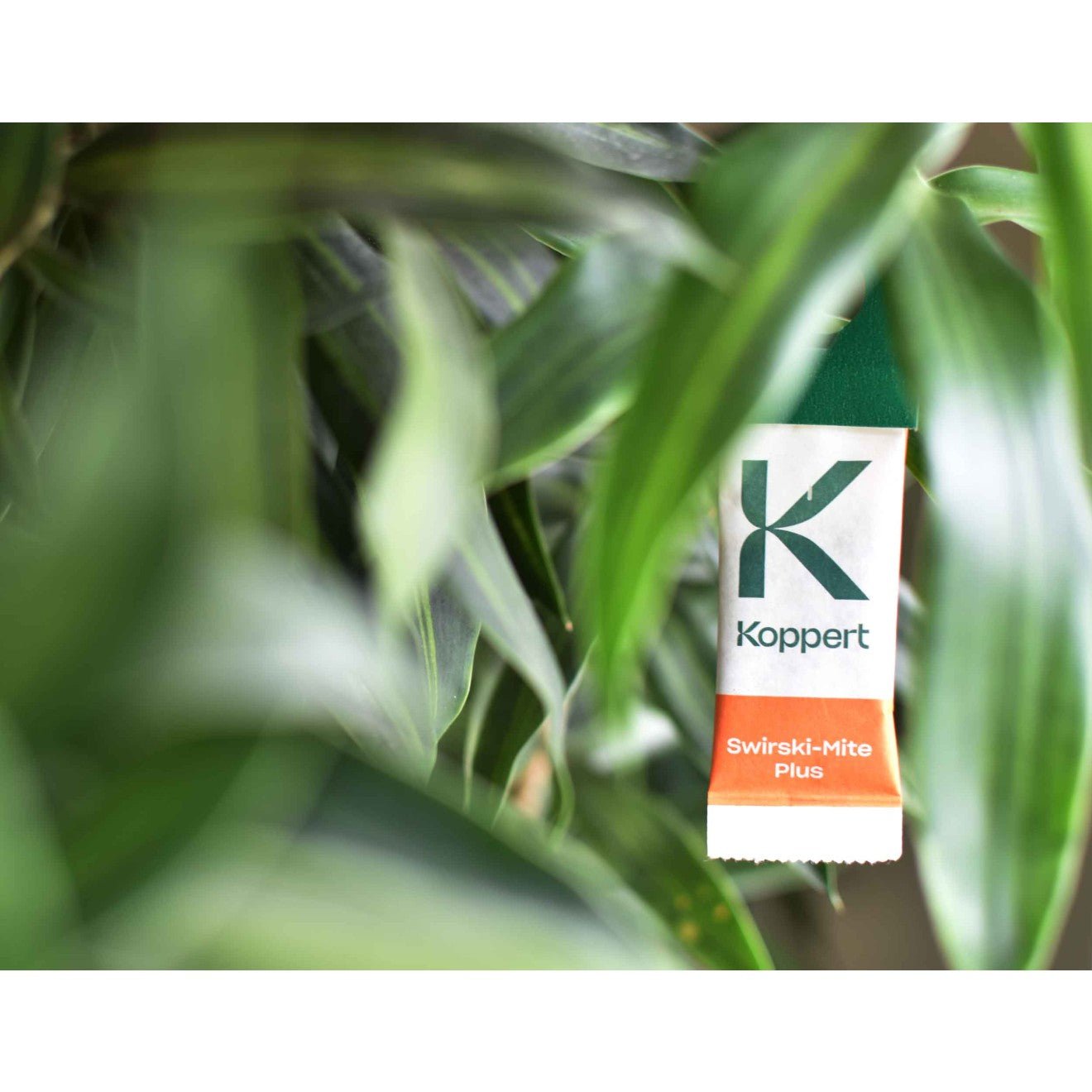 Amblyseius Swirskii - TRUESOIL