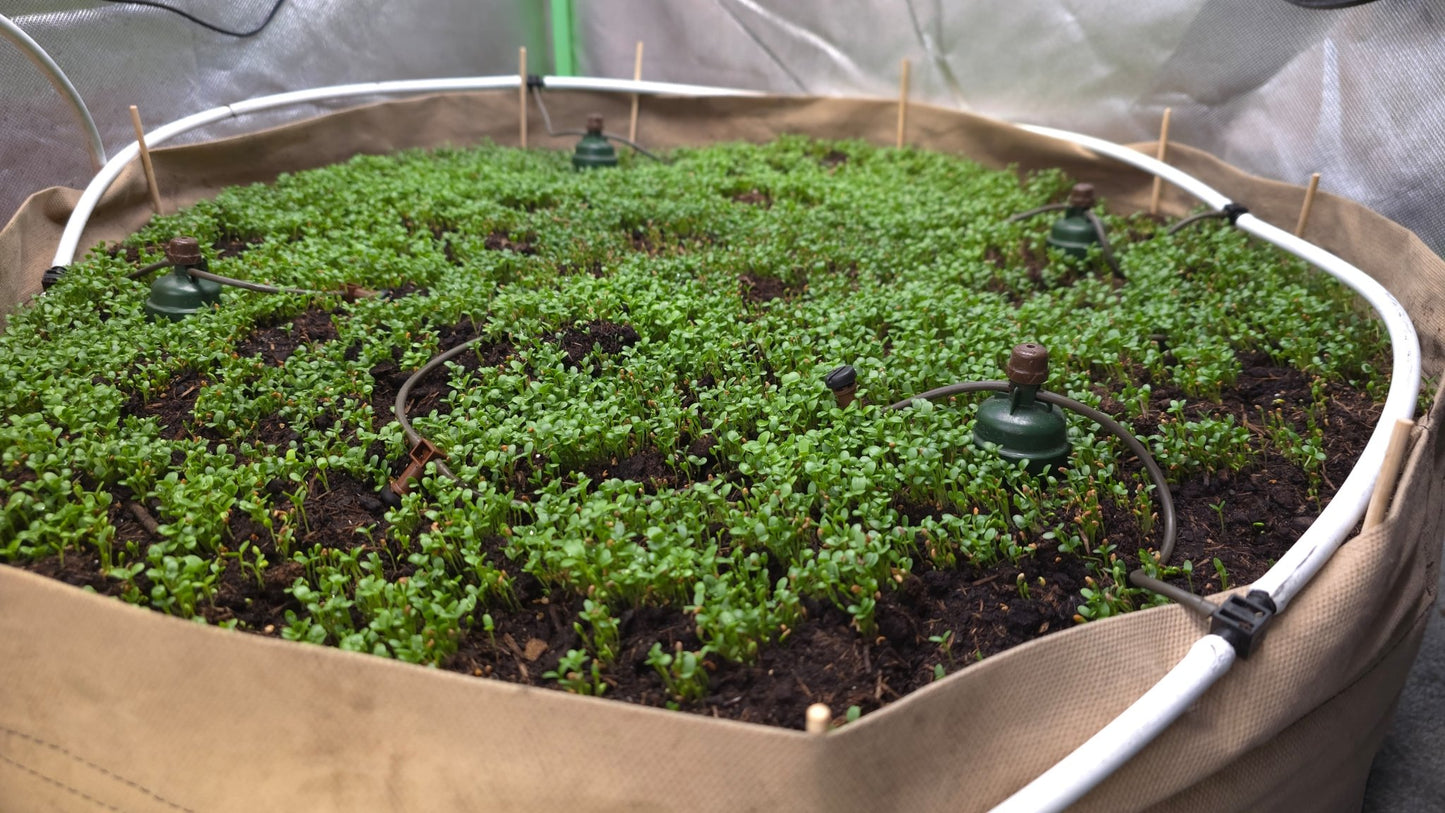 Cover Crop - Gründung - Lebendiger Mulch - Begleitpflanzen - TRUESOIL