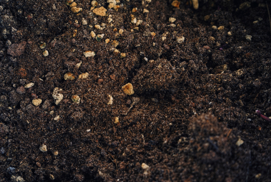 Das Beste Substrat für Dein Living Soil