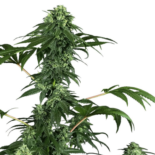 420 Punch Sensi Seeds Feminisiert - TrueSoil