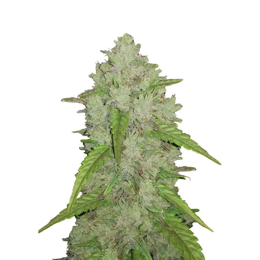 'Amnesia Haze Auto 420 Fast Buds - TrueSoil