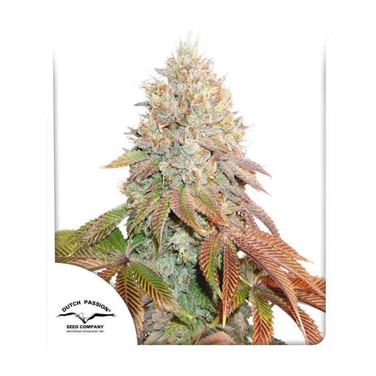 Auto Banana Blaze Dutch Passion - TrueSoil