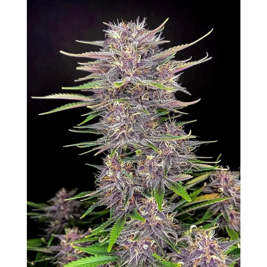 Banana Purple Punch Auto 420 Fast Buds - TrueSoil