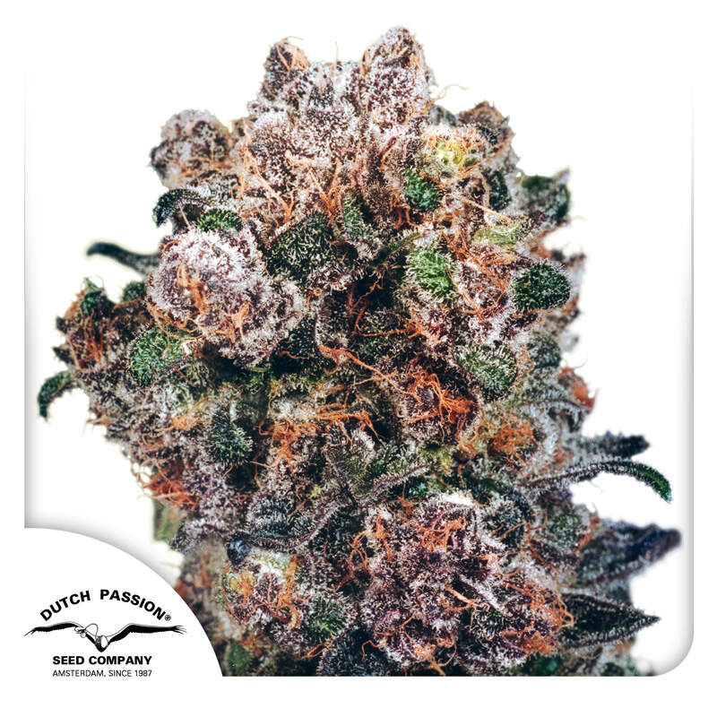 Blueberry Dutch Passion Feminisiert - TrueSoil