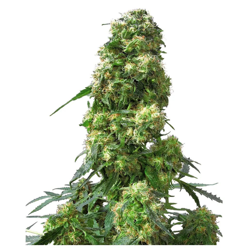 Early Skunk Sensi Seeds Feminisiert - TrueSoil