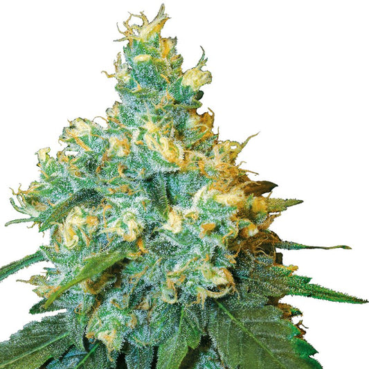 Jack Herer Sensi Seeds Feminisiert - TRUESOIL