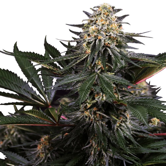 Lockdown Kush Sensi Seeds Feminisiert - TRUESOIL