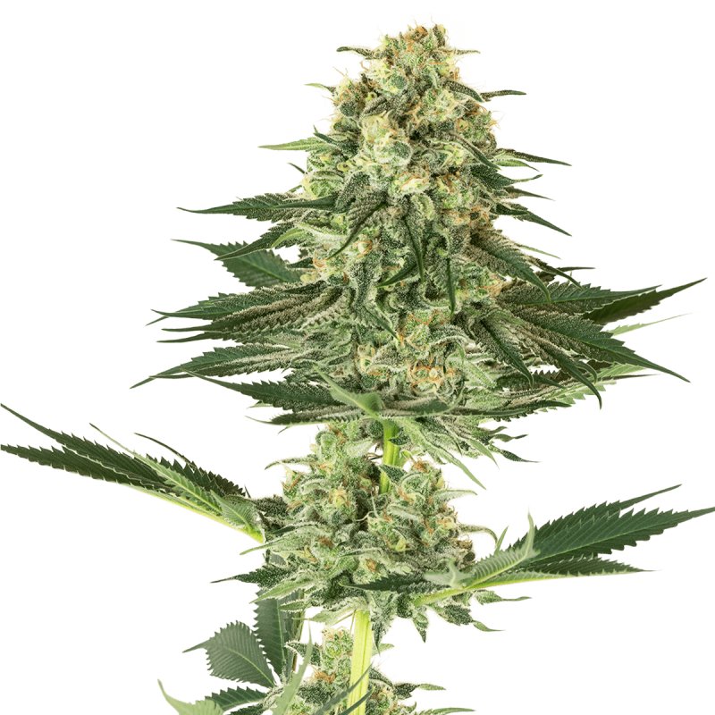 Sensi Banana Kush Cake Sensi Seeds Feminisiert - TRUESOIL