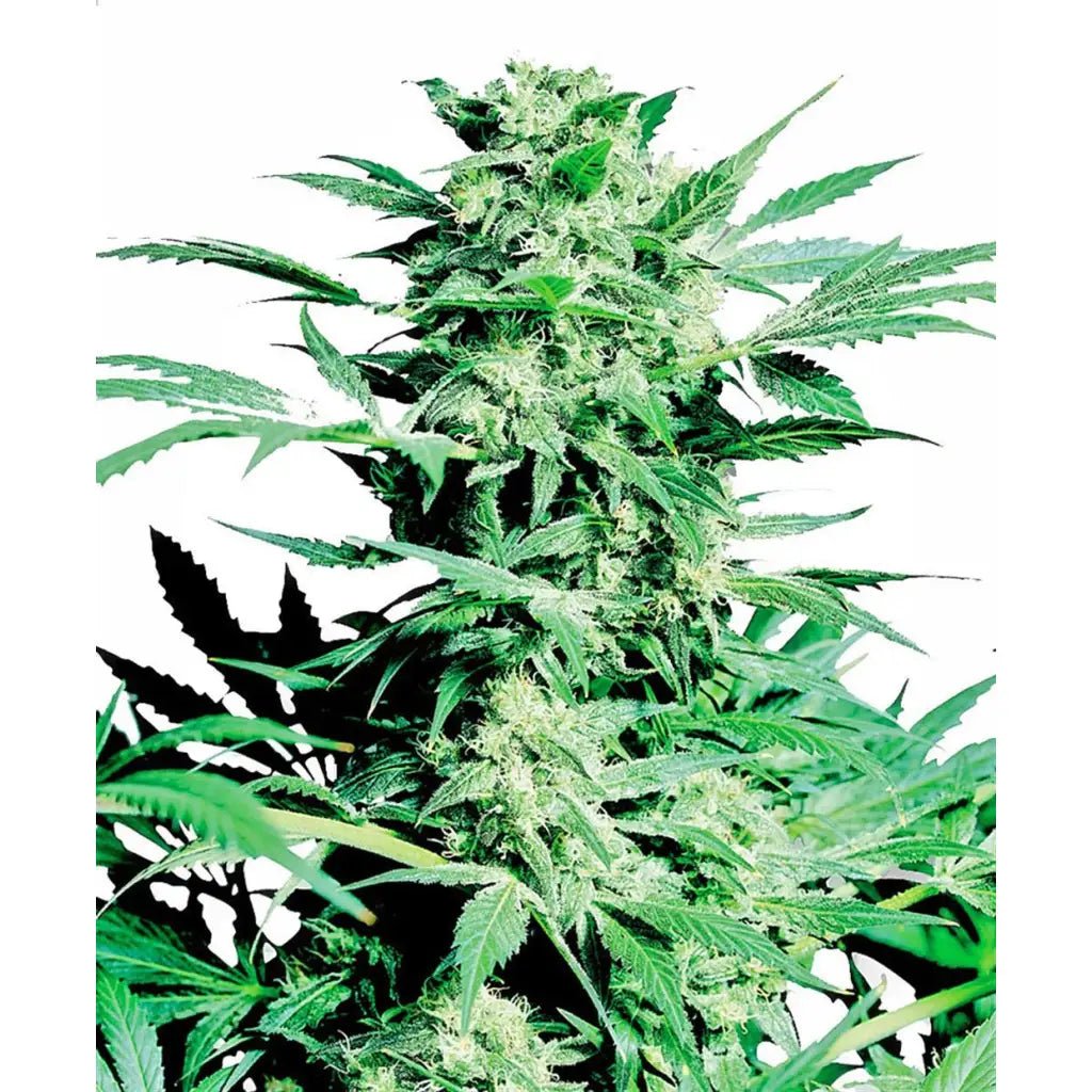 Shiva Skunk Sensi Seeds Feminisiert - TRUESOIL