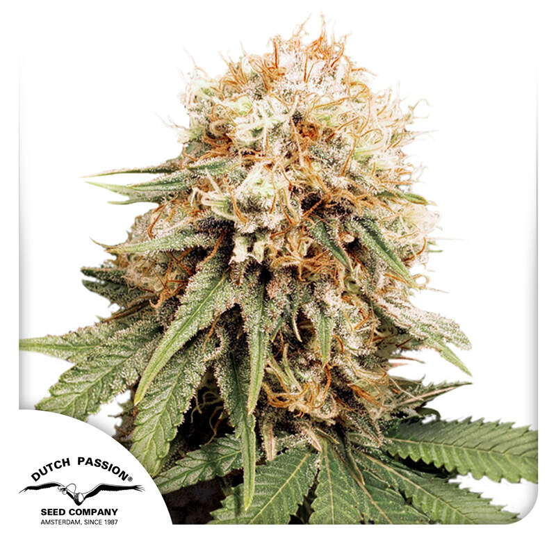 White Widow Dutch Passion Feminisiert - TRUESOIL